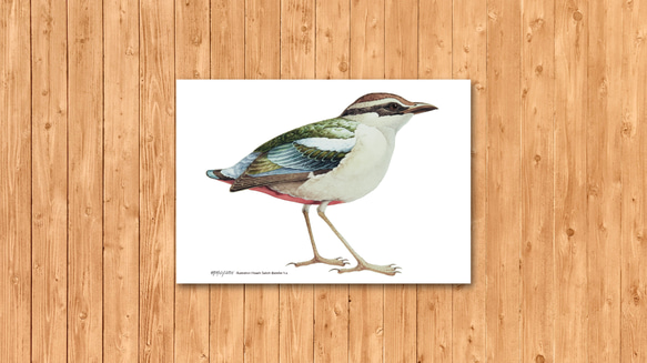 ポストカード　「ヤイロチョウ」 2枚目の画像