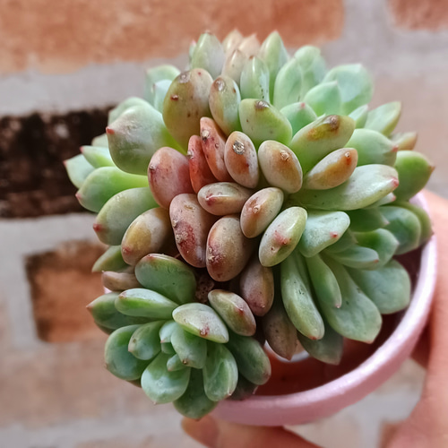 多肉植物 韓国苗 ☆ララたゃ☆様 多肉植物 韓国苗 ☆ララたゃ☆様 - メルカリ