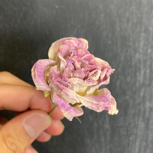 ◆ドライフラワーリース◆モーブピンク◇ナチュラル モーブピンクリース ～プリザーブドフラワーリース～ リース atelier