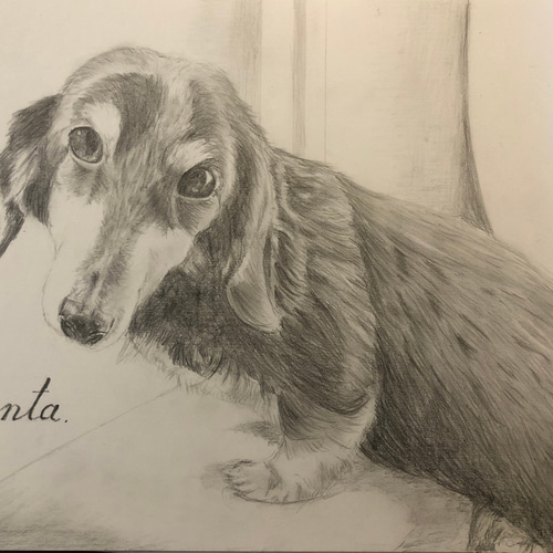 鉛筆で描くペット似顔絵 絵画 似顔絵屋TAKA 通販 15344036