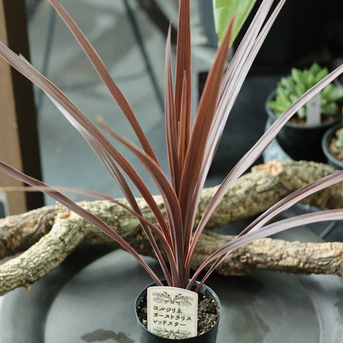 Cordyline 'Red Star' コルジリネレッドスター　8号プラ鉢植え