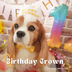 ミニ バースデークラウン HAPPY BIRTHDAY ペット 犬 猫 誕生日 1歳 王冠 クラウン あご紐 うさぎ 1枚目の画像