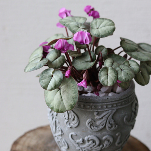 シルバープリンス コウム 原種シクラメン】シルバーリース寄植え 園芸