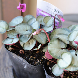 【シルバープリンス コウム 原種シクラメン】シルバーリース寄植え シルバープリンス コウム 原種シクラメン】シルバーリース寄植え