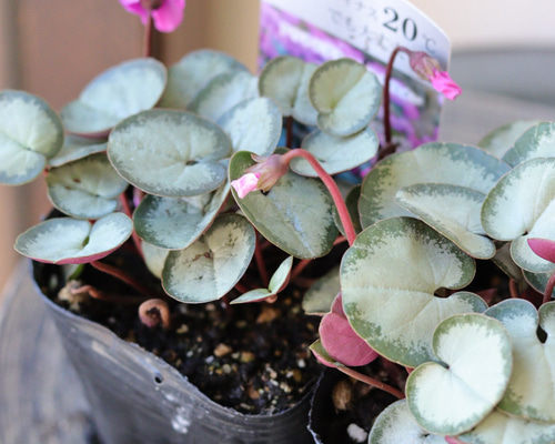 【シルバープリンス コウム 原種シクラメン】シルバーリース寄植え シルバープリンス コウム 原種シクラメン】シルバーリース寄植え 園芸