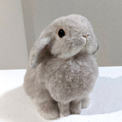 香箱座りのネザーランドドワーフ（うさぎ） フロスティちゃん 羊毛