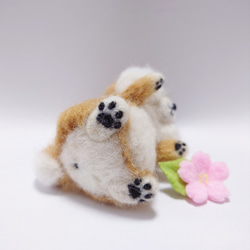 柴犬とお花(桜)　～Wool Farm～　羊毛フェルト 8枚目の画像