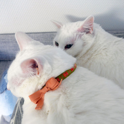 猫の首輪　シェニールリボン　グリーン×ピンク 5枚目の画像