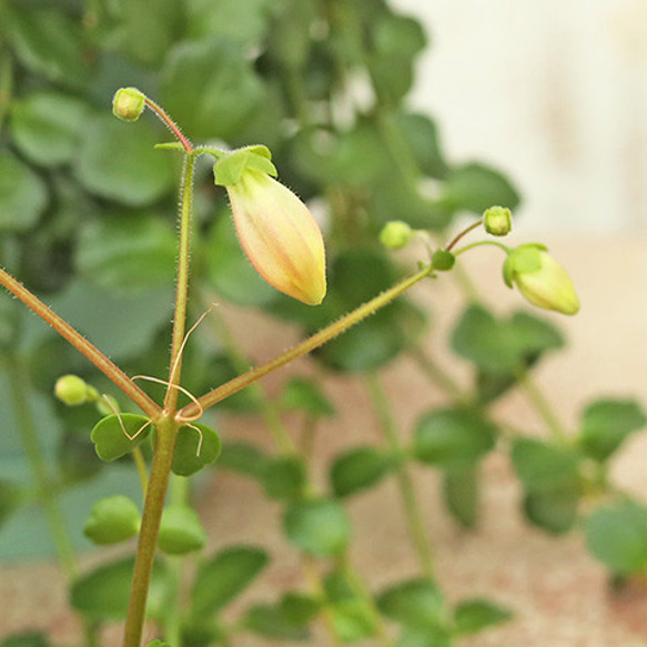 観葉植物 カランコエ フィフィ 3.5号 吊り下げ 多肉植物 多年草 花が咲く 希少 育てやすい おしゃれ 4枚目の画像