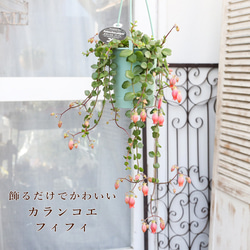 花苗 常緑樹 メラレウカ・ティーツリー トピアリー仕立て 4号ポット