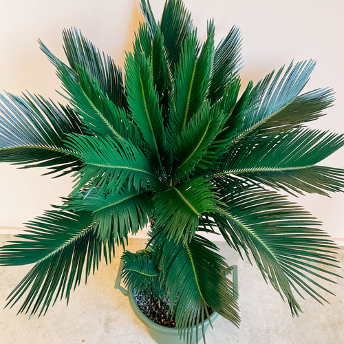 現品］【一鉢限定】ソテツ 蘇轍 観葉植物 大型 立派な幹