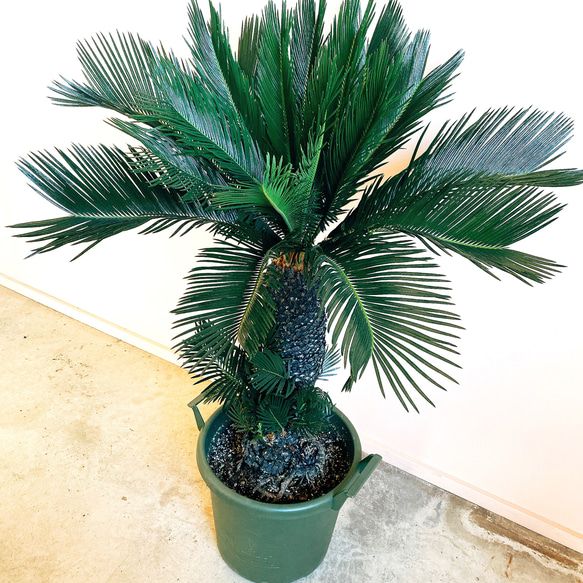 蘇轍　ソテツ　鉢植え　引き取り限定 蘇轍 ソテツ 【引き取り限定】 - メルカリ