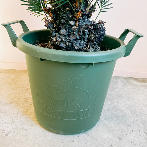 蘇轍 ソテツ 鉢植え 引き取り限定 現品］33番 ソテツ 7号 蘇轍