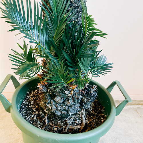 蘇轍　ソテツ　鉢植え　引き取り限定 蘇轍 ソテツ 【引き取り限定】 - メルカリ