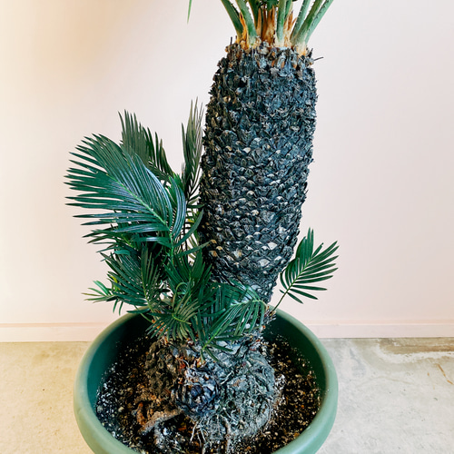 現品］【一鉢限定】ソテツ 蘇轍 観葉植物 大型 立派な幹