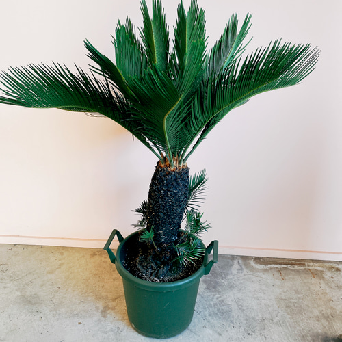 蘇轍　ソテツ　鉢植え　引き取り限定 蘇轍 ソテツ 【引き取り限定】 - メルカリ