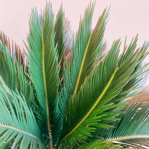 美品★ 蘇轍★ ソテツ 現品］【一鉢限定】ソテツ 蘇轍 観葉植物 大型 立派な幹