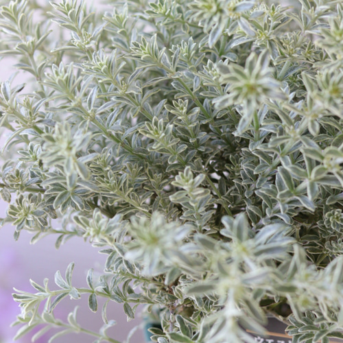 とても強い❤︎シルバーリーフ❤︎斑入りウエストリンギア 多肉植物