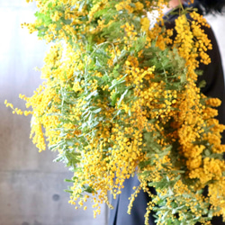 そのままドライになるミモザ小　mimosa　ユーカリ　花束　ふわふわ　香り　 2枚目の画像