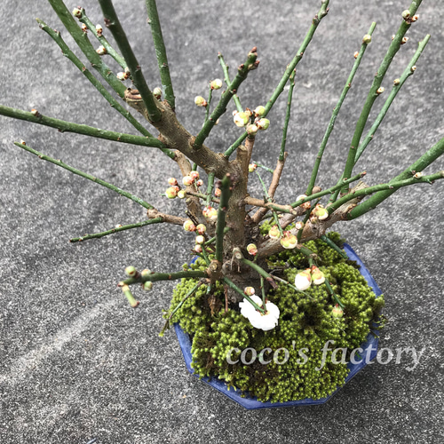 パステル錦鶏牡丹花鳥紋鉢 花鉢盆栽 小品盆栽鉢 大品盆栽鉢 パステル錦鶏牡丹花鳥紋鉢 花鉢盆栽 小品盆栽鉢 大品盆栽鉢