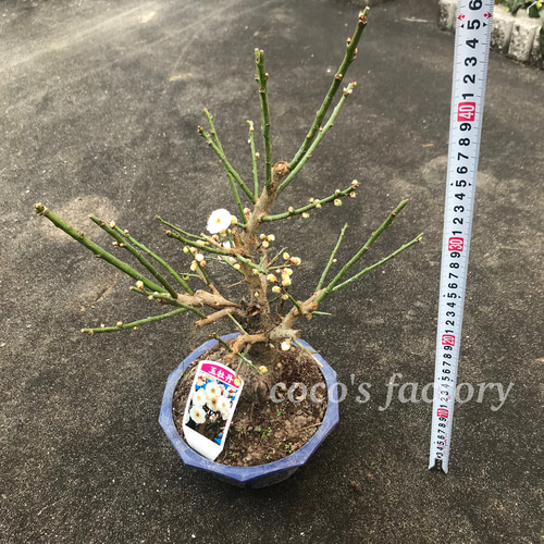 楽天市場】2025年2月開花 玉牡丹 梅盆栽 白梅八重咲き 花梅 ウメ