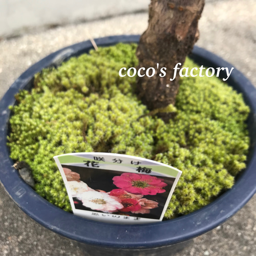 八重咲花梅ピンク 芳香強い 盆栽 鉢ごと発送 激レア♡可愛い♡花