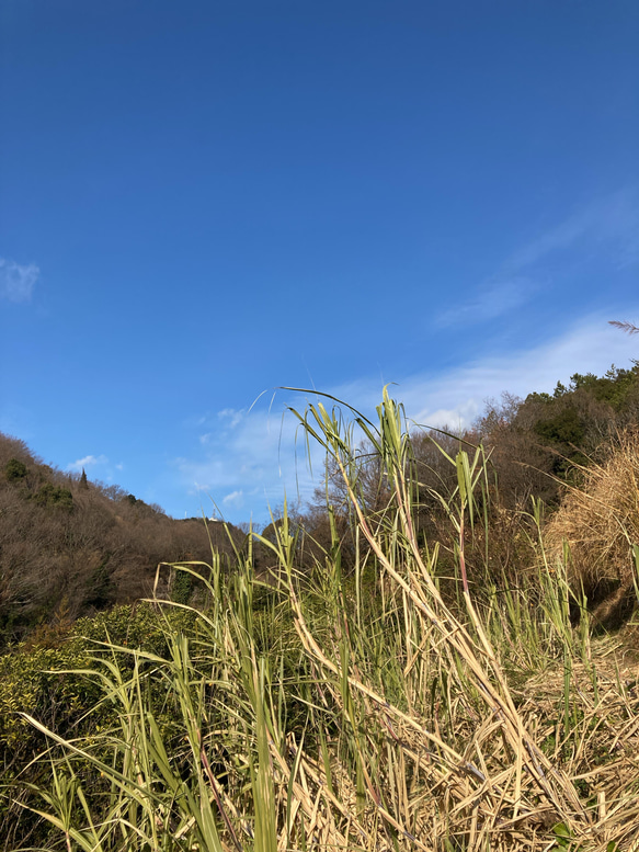 2024年産販売開始！広島県因島産　黒蜜1瓶280g＊農薬、除草剤、化学肥料不使用＊ 4枚目の画像