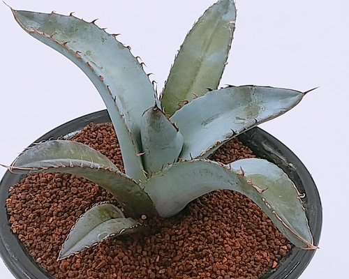 やーまんさん専用 アガベ　チタノタ、塊根　25点セット　鉢付き　引き取り限定 0bbc74380f9973e12fc0b60127115c