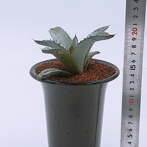 アガベ・チタノタ 4号鉢 多肉植物 ハッチナーセリー 通販