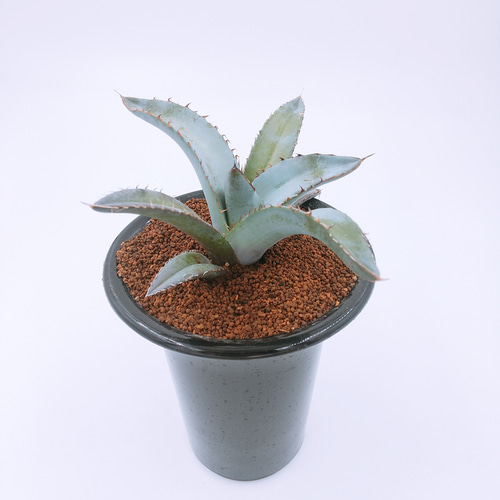 アガベ・チタノタ 4号鉢 多肉植物 ハッチナーセリー 通販