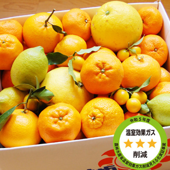 特別栽培・低農薬「柑橘詰合わせ」10kg 1枚目の画像