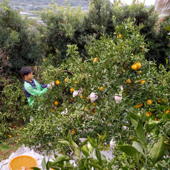 特別栽培・低農薬「柑橘詰合わせ」10kg 3枚目の画像