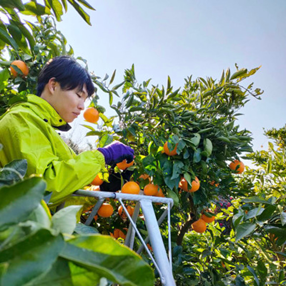 特別栽培・低農薬「柑橘詰合わせ」10kg 7枚目の画像