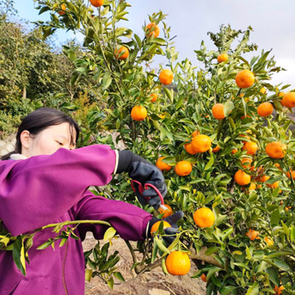 特別栽培・低農薬「柑橘詰合わせ」10kg 6枚目の画像
