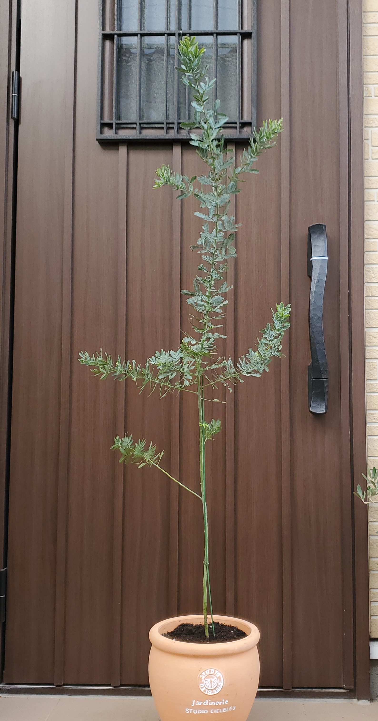 花芽付き♪三角葉アカシア テラコッタ鉢植え 大苗 ミモザ