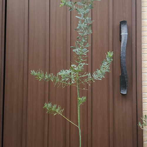 花芽つき♪ミモザアカシア ギンヨウアカシア 大型テラコッタ