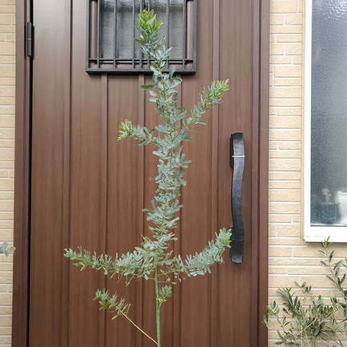 花芽つき♪ミモザアカシア ギンヨウアカシア 大型テラコッタ