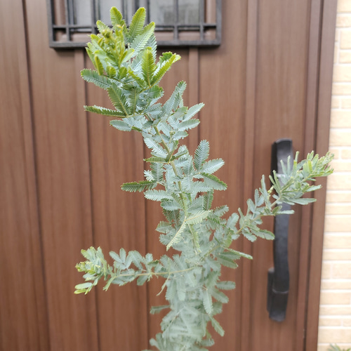 花芽つき♪ミモザアカシア ギンヨウアカシア 大型テラコッタ