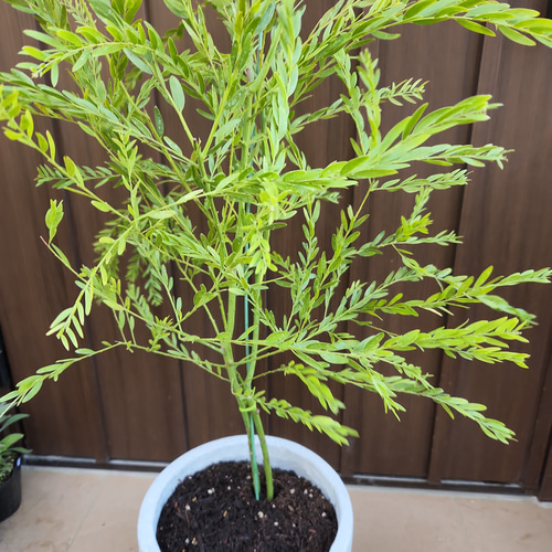 アカシア ブリスベンワトル 鉢植え ミモザ苗 オージープランツ 盆栽