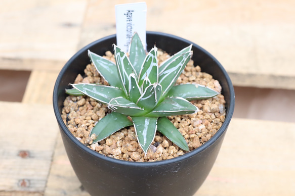 アガベ 笹の雪 ドライガーデン インテリアグリーン 希少 ドライ