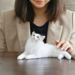 【受注製作】羊毛フェルト、うちの子、猫ぬいぐるみ、フェルト猫、ペットの肖像画、犬猫人形、ペットロス、うちのこ記念日 6枚目の画像