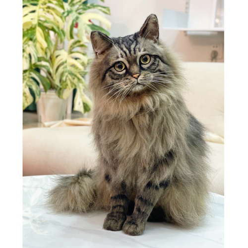 オーダーメイドペット】羊毛フェルト、うちの子 猫ぬいぐるみ