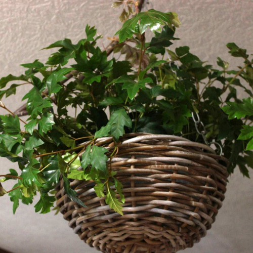 1鉢）シッサス エレンダニカ 4号☆キラキラ切れ込みの葉っぱ