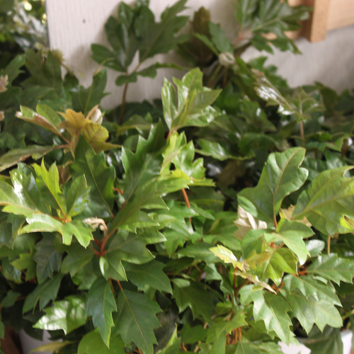 1鉢）シッサス エレンダニカ 4号☆キラキラ切れ込みの葉っぱ