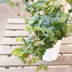 ハンガリー製 緑色 葉っぱ型 1鉢）シッサス エレンダニカ 4号☆キラキラ切れ込みの葉っぱ