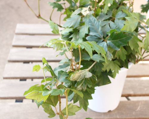 f8deedbcec133c6be228fecd7011bb