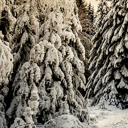 モダン 大自然 森 冬景色 / インテリアポスター 海外アート 2枚セット / 4643 6枚目の画像