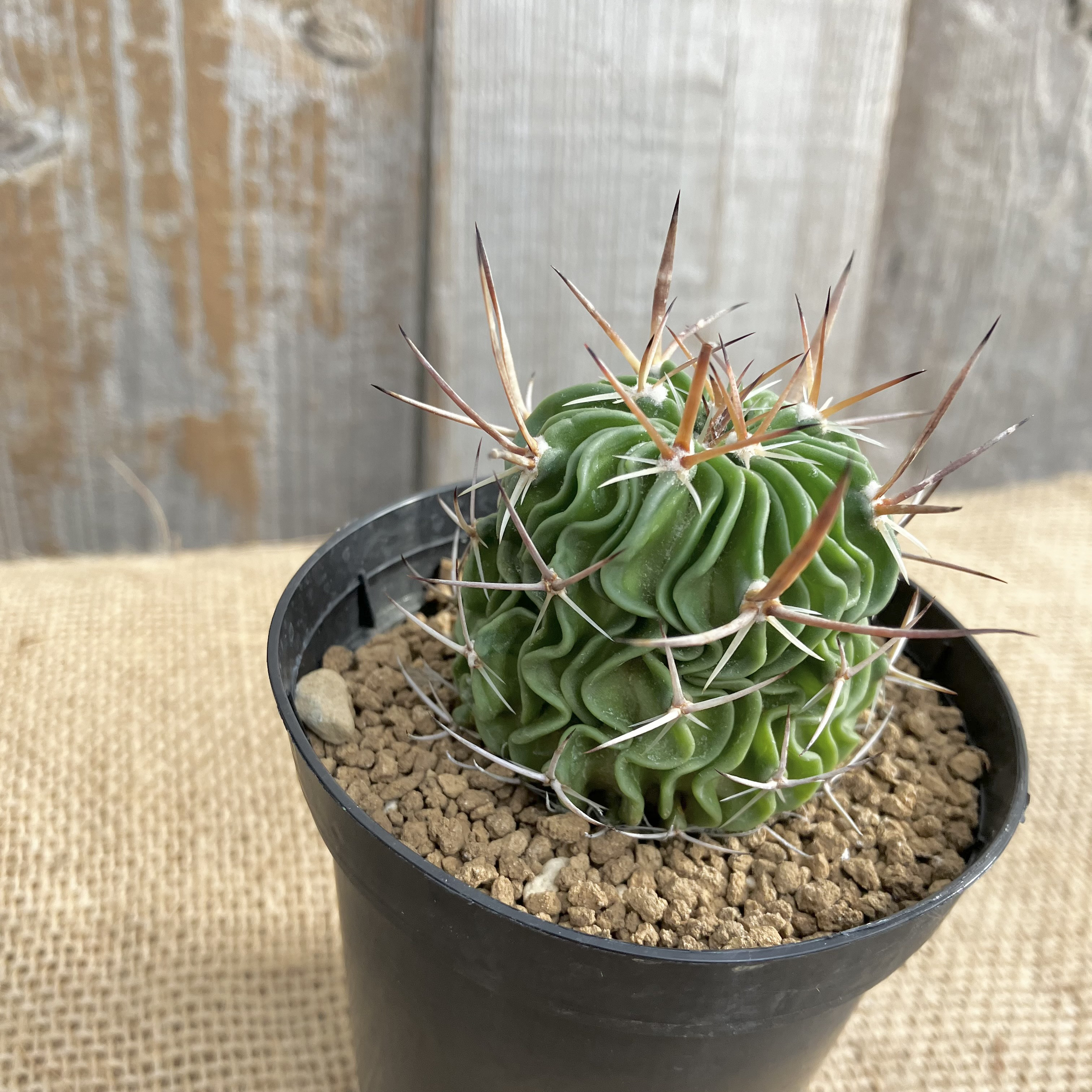サボテン エキノフォスロカクタス 立刺玉 多肉植物 アルファ