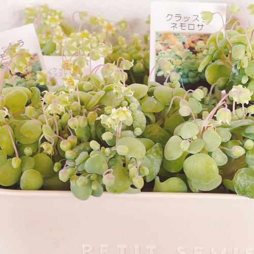 クラッスラ ネモロサ 多肉植物 Obesa 通販 15350950｜Creema(クリーマ)