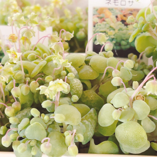 クラッスラ ネモロサ 多肉植物 Obesa 通販 15350950｜Creema(クリーマ)